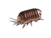 Tesbih Böceği Tesbih Böcekleri ile Mücadelede