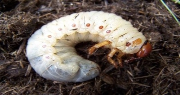 Mayıs Böceği Zararları