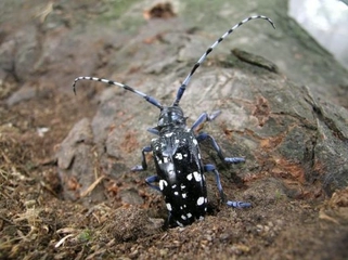 Teke Böceği Yaşam Döngüsü