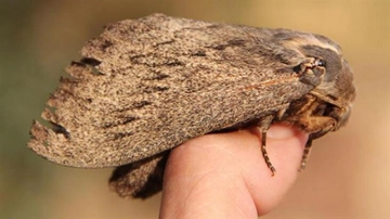 Güve Böceği ile Nasıl Mücadele Edilir Nasıl Yok Edilir?