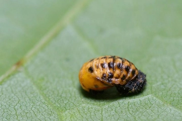 Süne Böceği Türleri ve Özellikleri