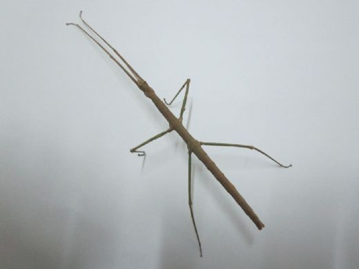 Dal Böceği Türleri ve Özellikleri