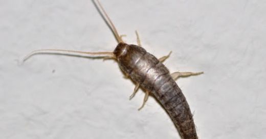 Kâğıt Böceği Yaşam Alanları