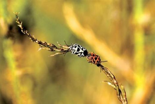 Şellak Böceği ve Şellak Nedir?