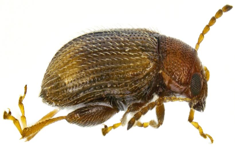 Böğ Böceği Türleri ve Özellikleri