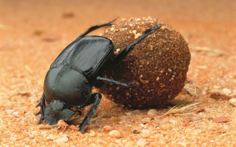 Bok Böceği Nasıl Yok Edilir?