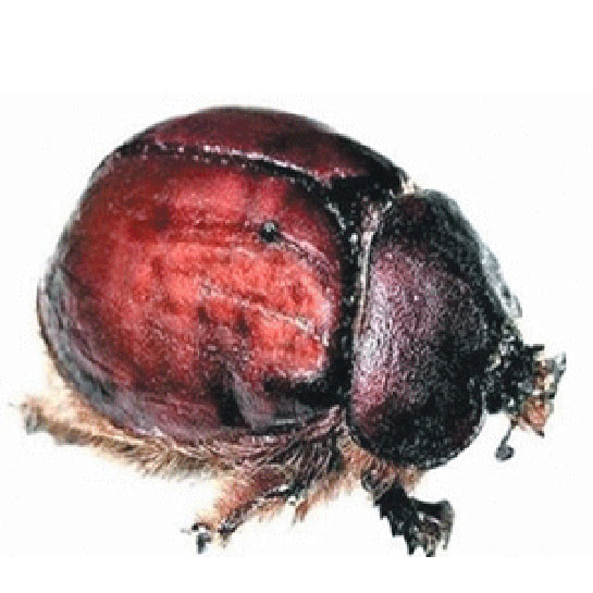 Cochineal Bcei