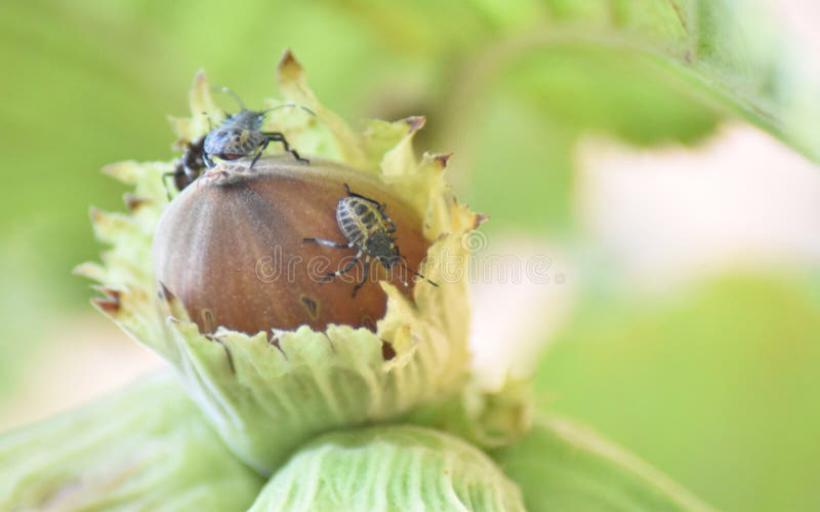 Fındık Böceği Türleri ve Özellikleri