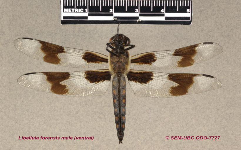 Helikopter Böceği Zarar Verir mi?