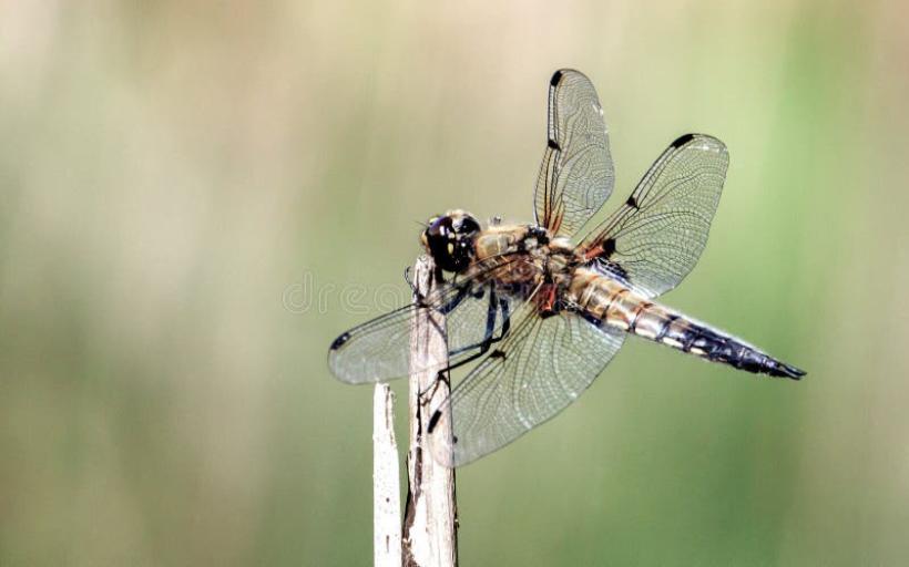 Helikopter Böceği Zararlı mıdır?