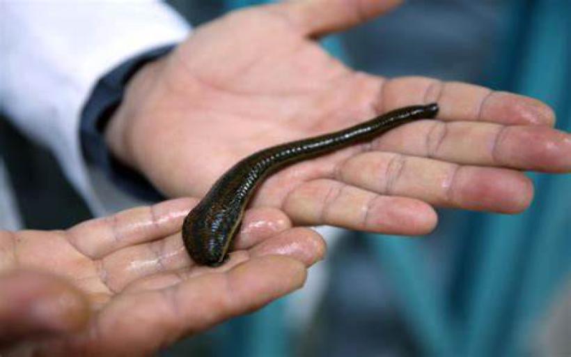 İnsan Vücuduna Yapışan Böcek Türleri ve Özellikleri