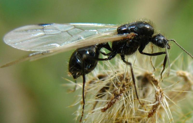 Kanatlı Karınca Türleri ve Özellikleri