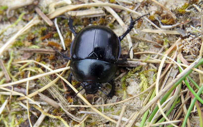 Karaiğne Böceği Türleri ve Özellikleri