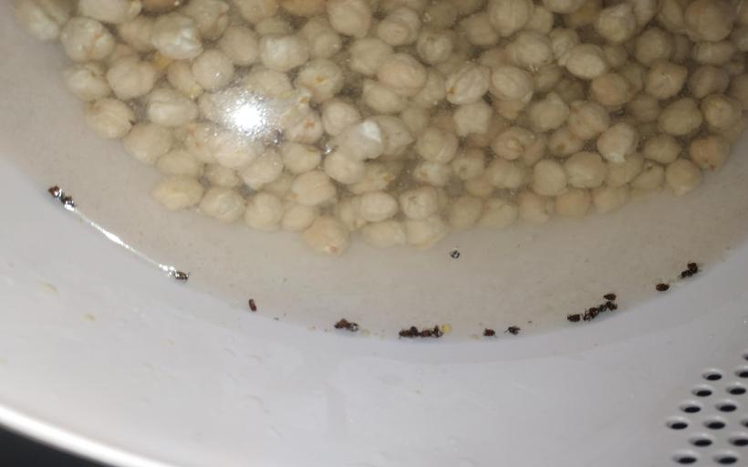 Uçan bakliyat böceği nasıl yok edilir ve önlenir?